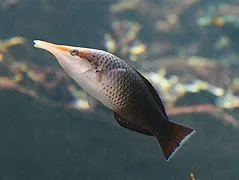 Brown Bird Wrasse (Female)