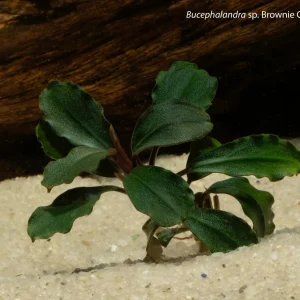 Bucephalandra Brownie Ghost 'Ulu Kapus'