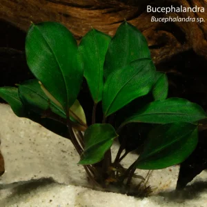 Bucephalandra Deep Blue