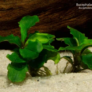 Bucephalandra Green Wavy