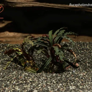 Bucephalandra sp. Giant Velvet