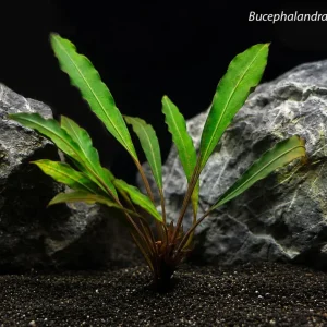 Bucephalandra sp. Silver Eagle
