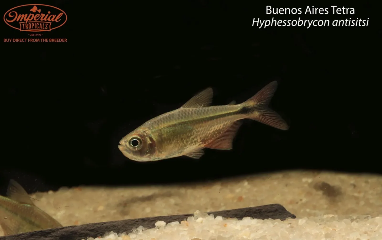 Buenos Aires Tetra - Image 2