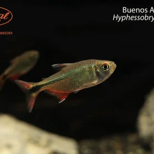 Buenos Aires Tetra