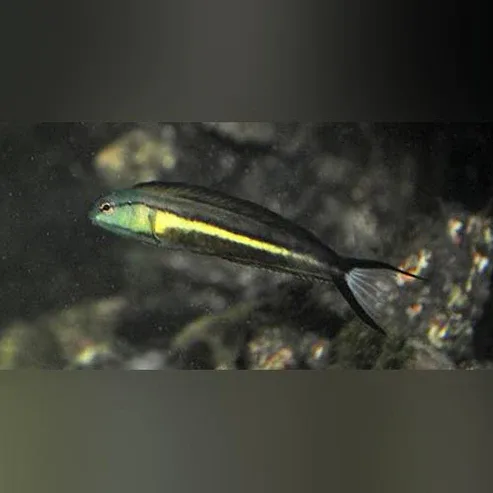 Bundoon Blenny