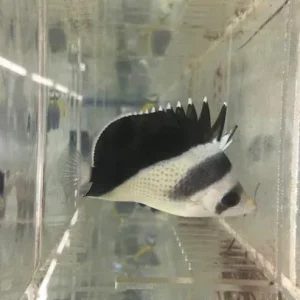 Burgess’ Butterflyfish