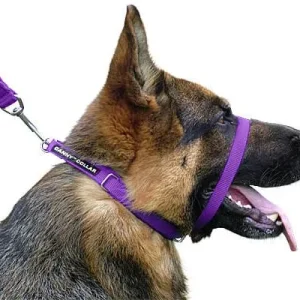 Canny Collar