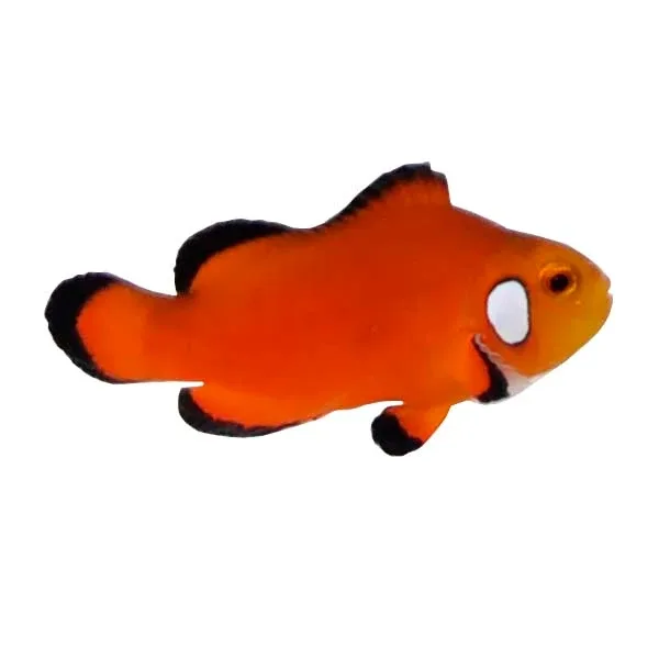 Captive-Bred Naked with Dots Ocellaris Clownfish (Amphiprion ocellaris) PAIR - ORA