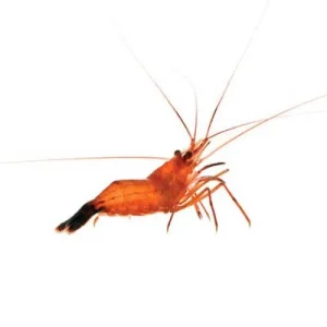 Captive-Bred Peppermint Shrimp - 6 Lot (Lysmata sp.) - ORA Chicago
