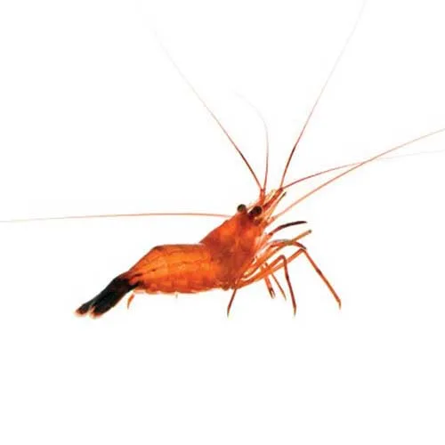Captive-Bred Peppermint Shrimp - 6 Lot (Lysmata sp.) - ORA Chicago