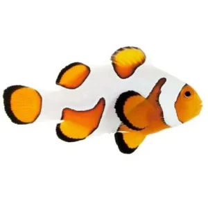 Captive-Bred Premium Gladiator (Amphiprion ocellaris) PAIR - ORA