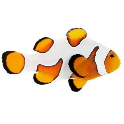Captive-Bred Premium Gladiator (Amphiprion ocellaris) PAIR - ORA