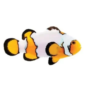 Captive-Bred Premium Snowflake (Amphiprion ocellaris) - ORA