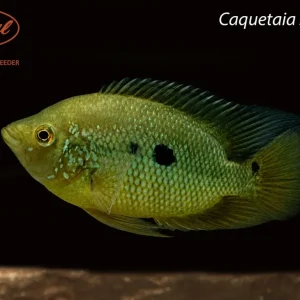 Caquetaia spectabilis
