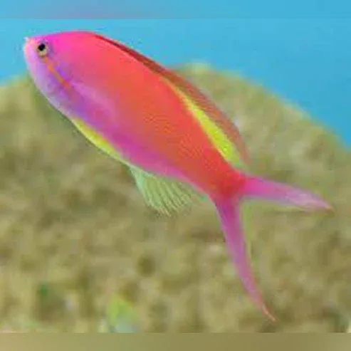 Carberri Anthias
