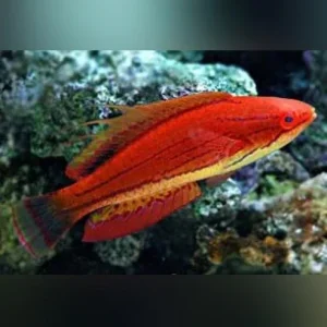 Carpenter’s Fairy Wrasse