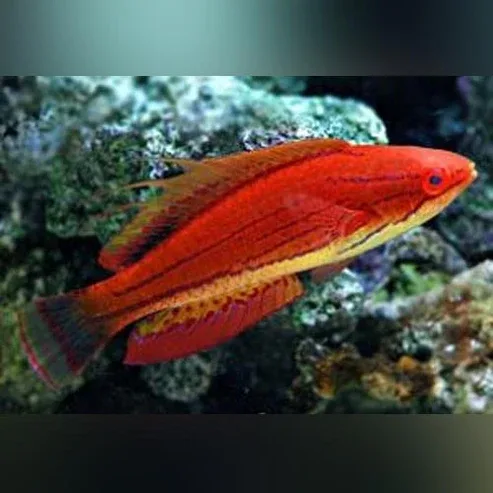 Carpenter’s Fairy Wrasse