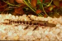 Catfish - Shovelnose Tiger 2-2.5in.