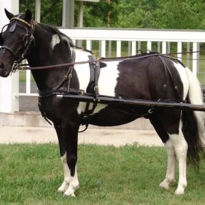 CDE Mini/Pony Formal Driving Harness