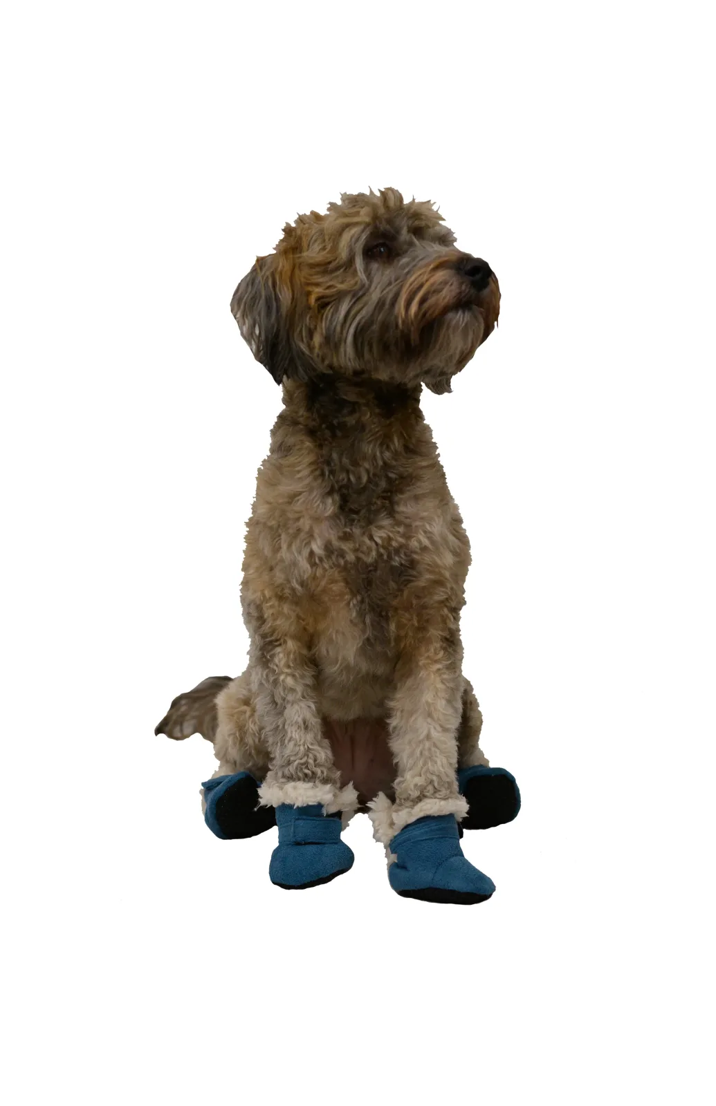 Celebrations 4pk Blue Ultra Suede Booties - Image 2
