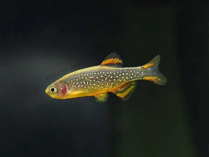 Celestial Pearl Danio AKA Galaxy Rasbora (Celestichthys margaritatus) - Image 2