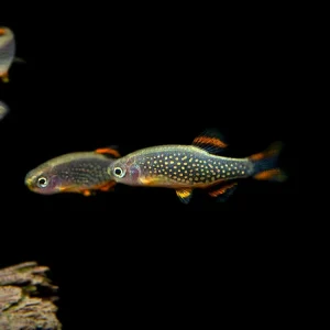 Celestial Pearl Danio AKA Galaxy Rasbora (Celestichthys margaritatus)