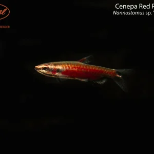 Cenepa Red Pencilfish