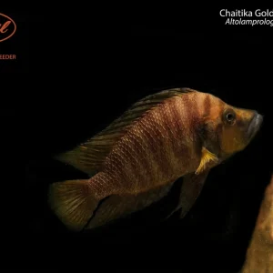 Chaitika Gold Compressiceps