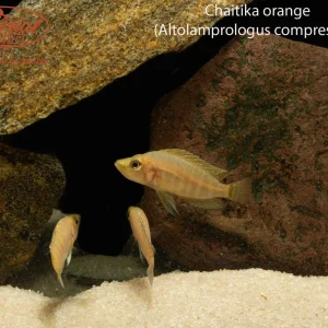 Chaitika Orange Compressiceps