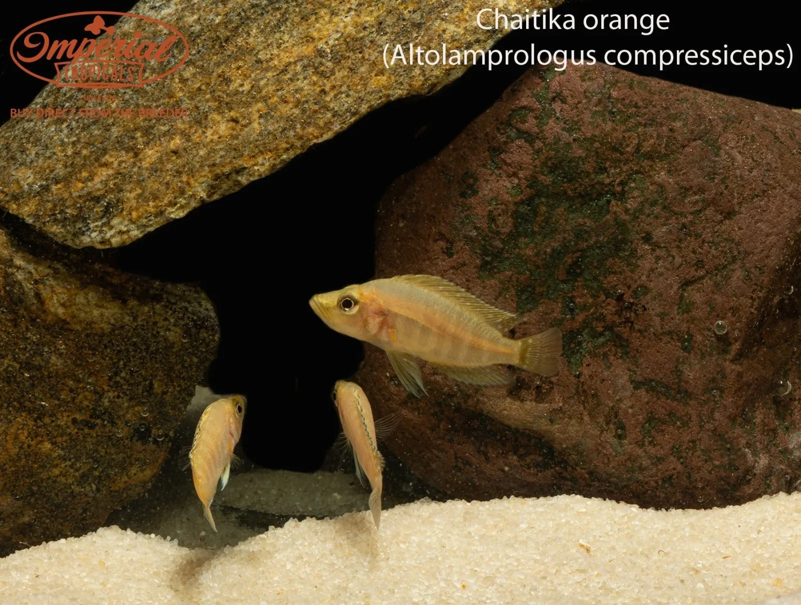 Chaitika Orange Compressiceps