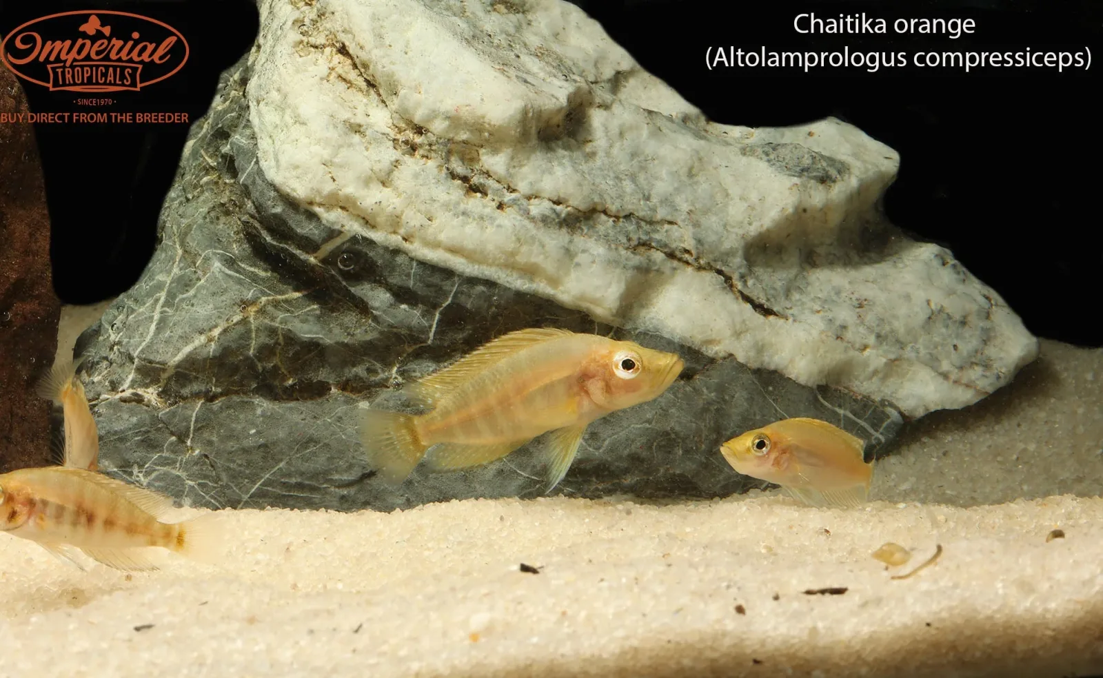 Chaitika Orange Compressiceps - Image 2