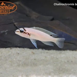 Chalinochromis brichardi "Kigoma"