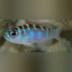 Chalk Basslet