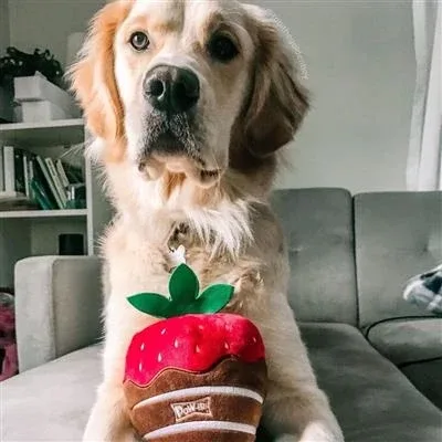 Chocolate Strawberry Dog Toy Small - Image 2