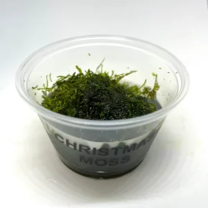 Christmas Moss Portion