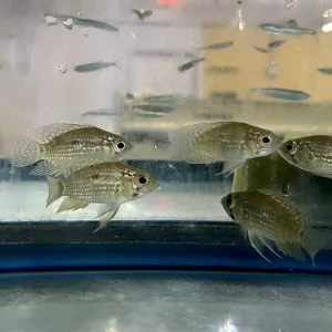 Cichlid - Big Eye Ocote 2in