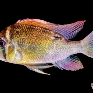 Cichlid - Cupid Red Face Itaya Med