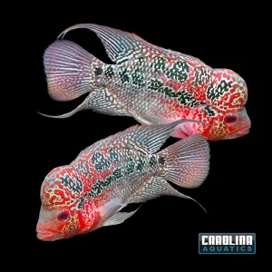 Cichlid - Flowerhorn Humphead A Grade 4in