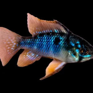 Cichlid - Ram Black