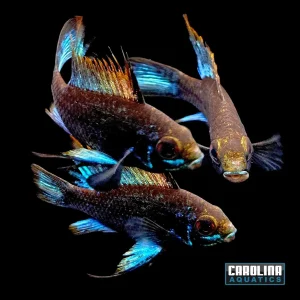 Cichlid - Ram Midnight Black & Blue Med