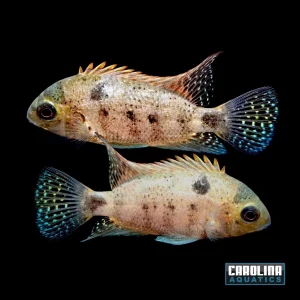 Cichlid - Silver Argentea 2.5