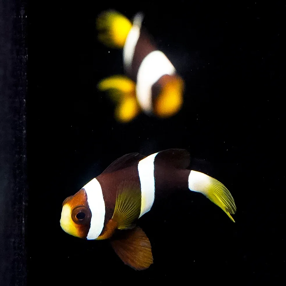 Clarkii Clownfish 2-Lot 1.5" WYSIWYG