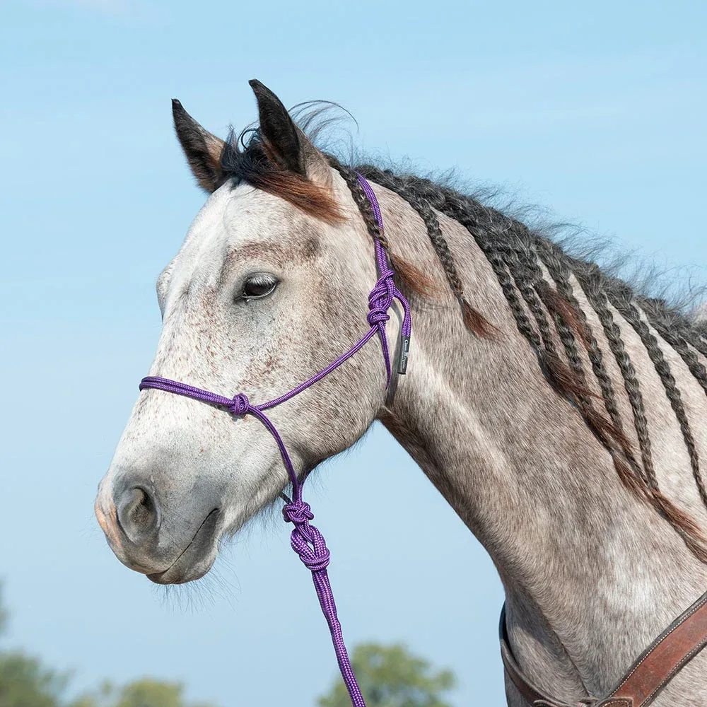 Classic Equine Purple Halter with 9` Lead
