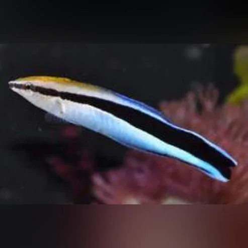 Cleaner Wrasse