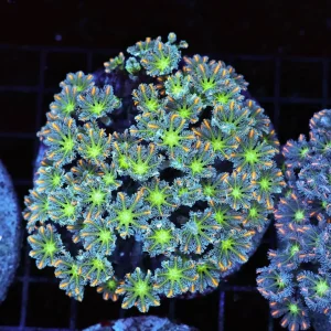 Clove Colony WYSIWYG - SAQ Coral Farm