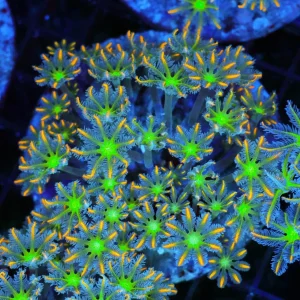Clove Coral Colony WYSIWYG - SAQ Coral Farm