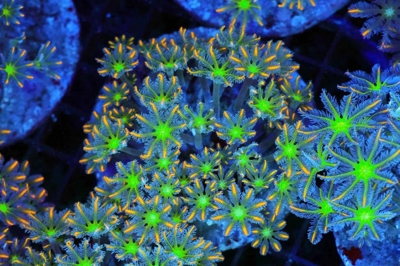 Clove Coral Colony WYSIWYG - SAQ Coral Farm