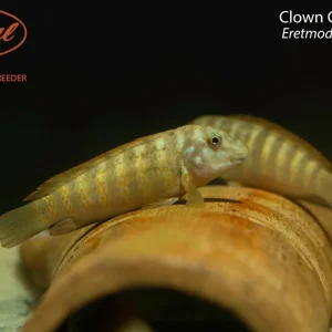 Clown Goby Cichlid