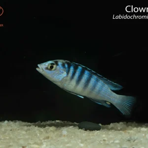 Clown Lab (Labidochromis chisumulae)