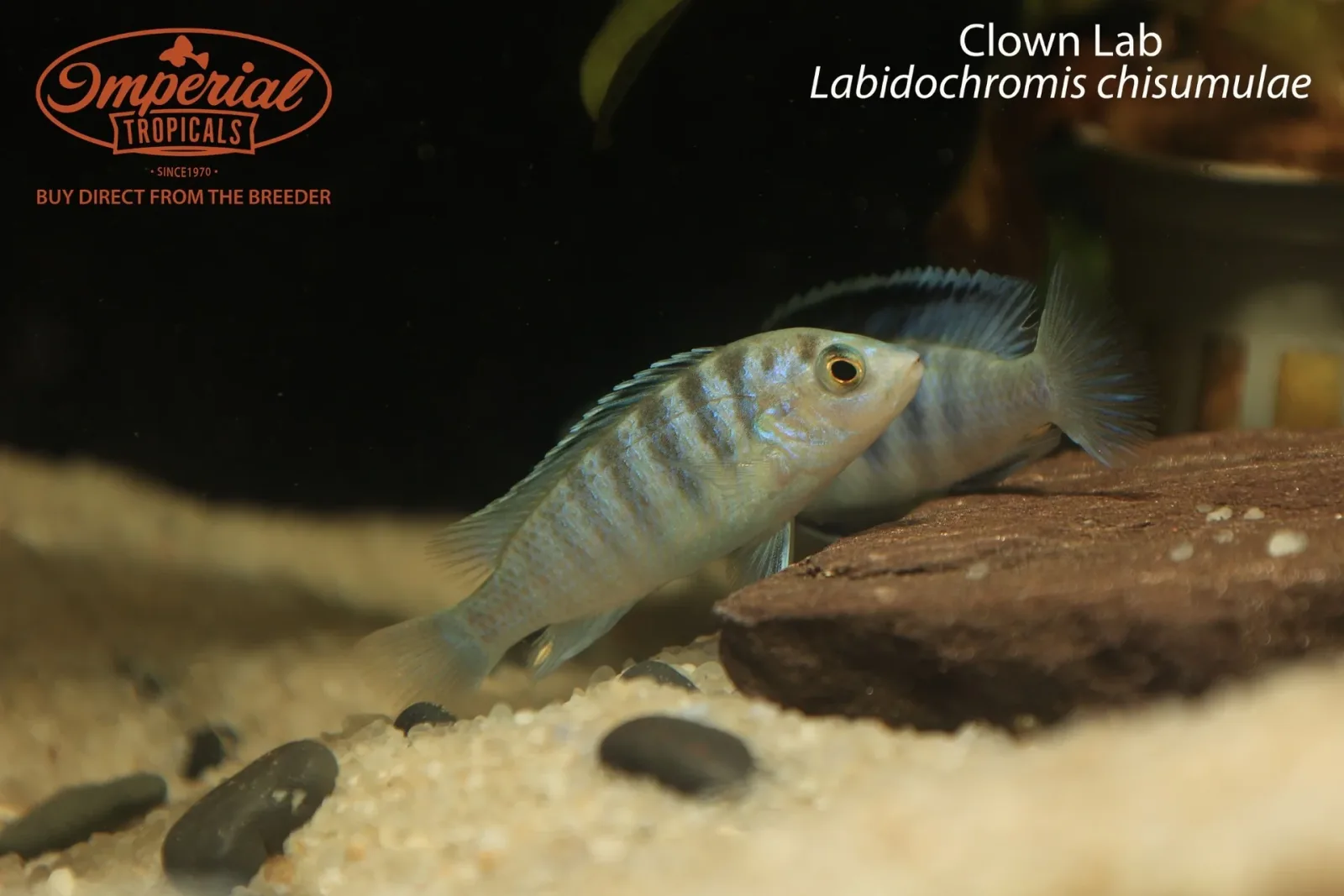 Clown Lab (Labidochromis chisumulae) - Image 2
